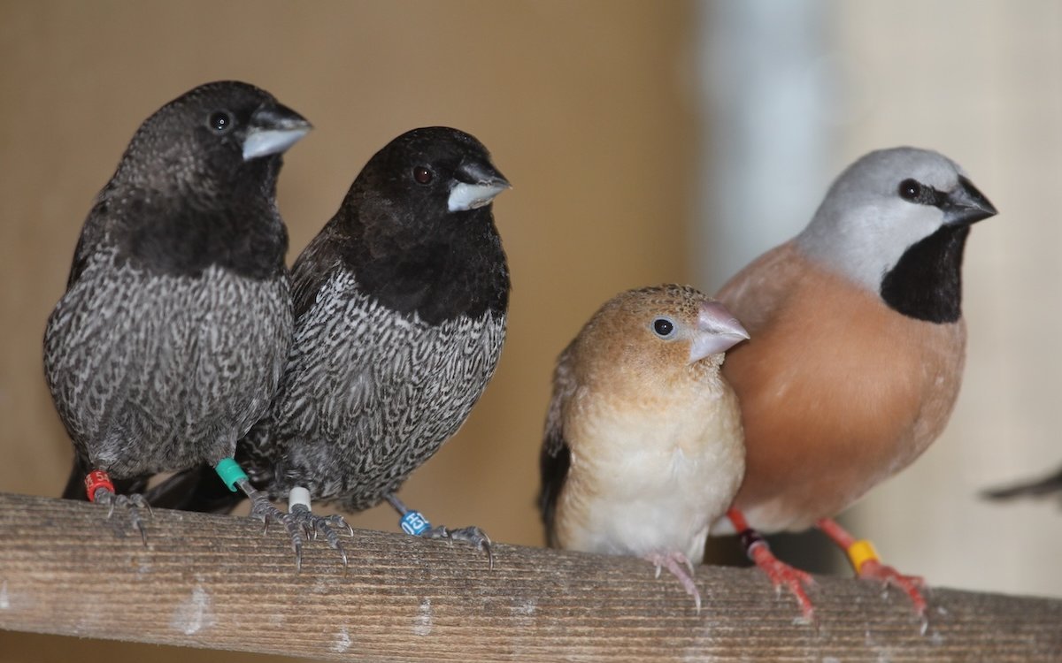 Silberschnäbelchen sind sehr friedlich anderen Prachtfinkenarten gegenüber, hier links Japanischen Mövchen und rechts Gürtelgrasfinken. 