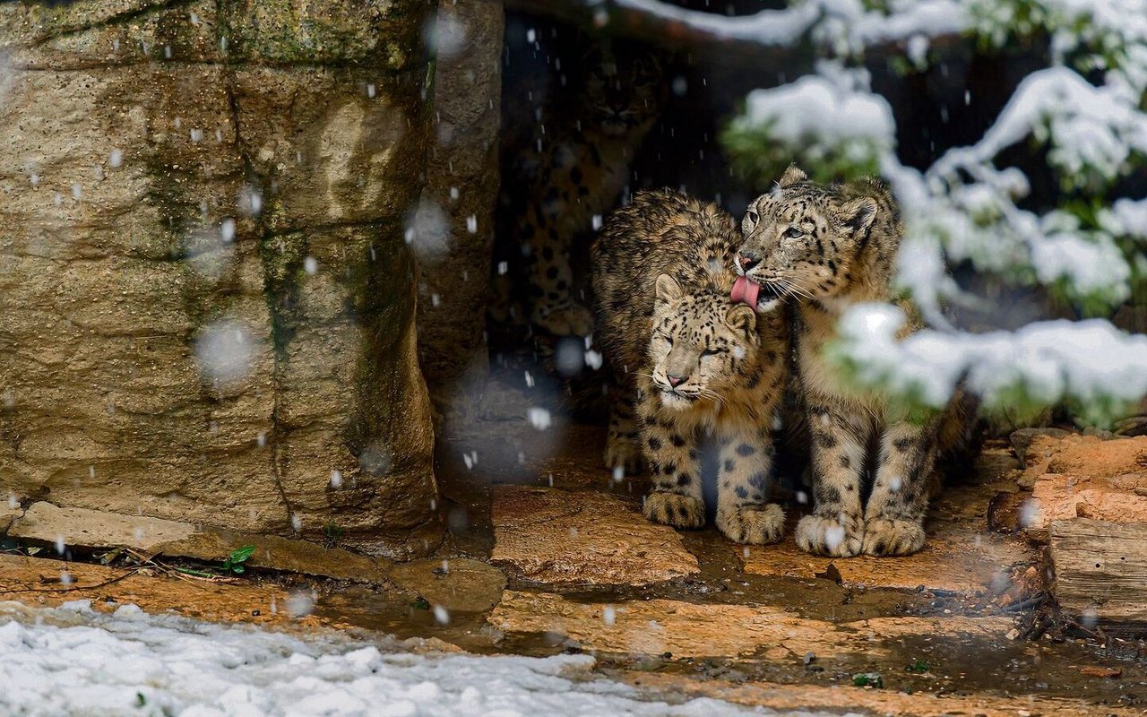 Tiere im Zoologischen Garten Basel streifen durch Lebensräume wie diese Schneeleoparden aus gebirgigen Zonen Zentralasiens. 