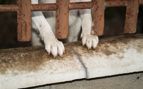 Die 122 Hunde auf dem Hof in Ramiswil wurden im November beschlagnahmt und eingeschläfert.