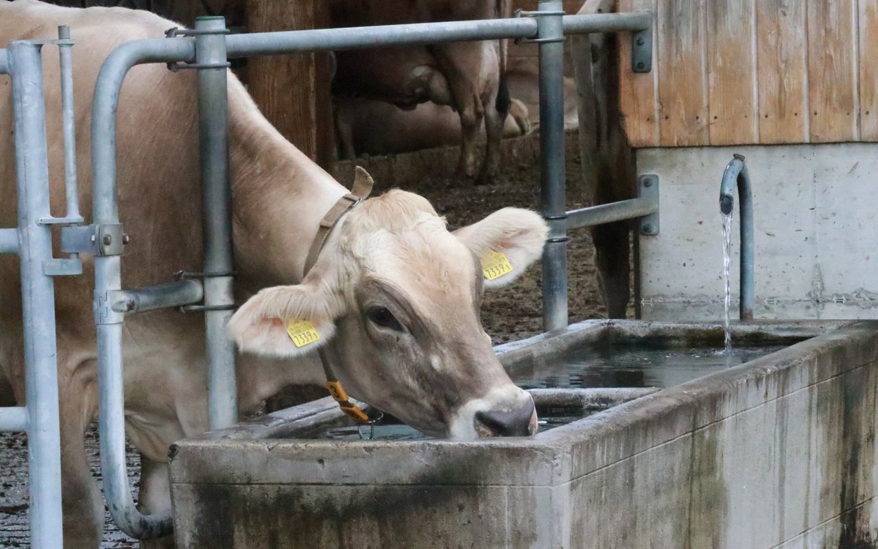 Kühe meiden Tränken, in welchen Hunde gebadet haben.