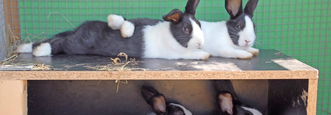 Kaninchen suchen sich gerne schattige Plätzchen aus.