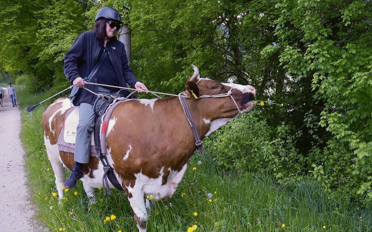 Dieser Blumenwiese kann Stella nicht widerstehen. Abrupt bleibt sie stehen und stopft genüsslich Gras und Löwenzahl ins Maul.