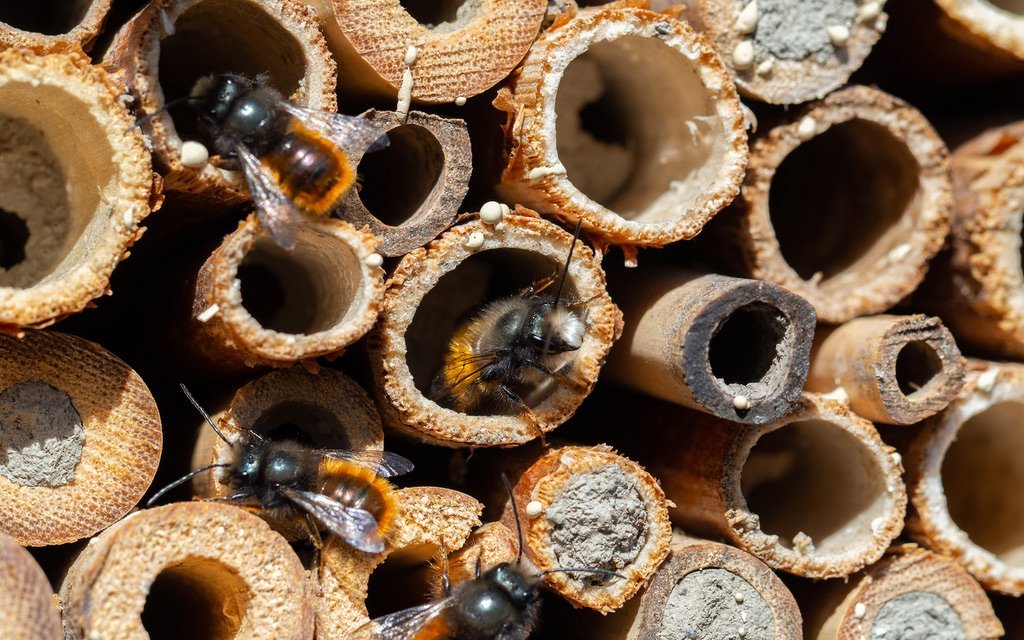 Unterschiedlich grosse Pflanzenstängel bieten verschiedenen Wildbienenarten einen Nistplatz.