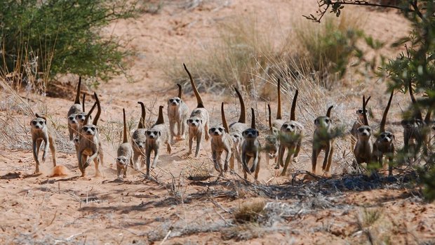 Erdmännchen kommunizieren laufend miteinander, um Kontakt zu halten, sich gegen Feinde abzusichern oder soziale Interaktionen zu initiieren. 