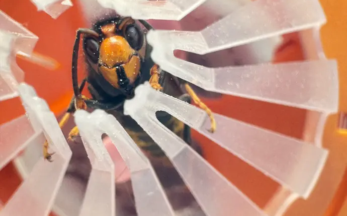 Die Falle ist zum Preis von 22.95 Franken unter good4bees.com erhältlich.