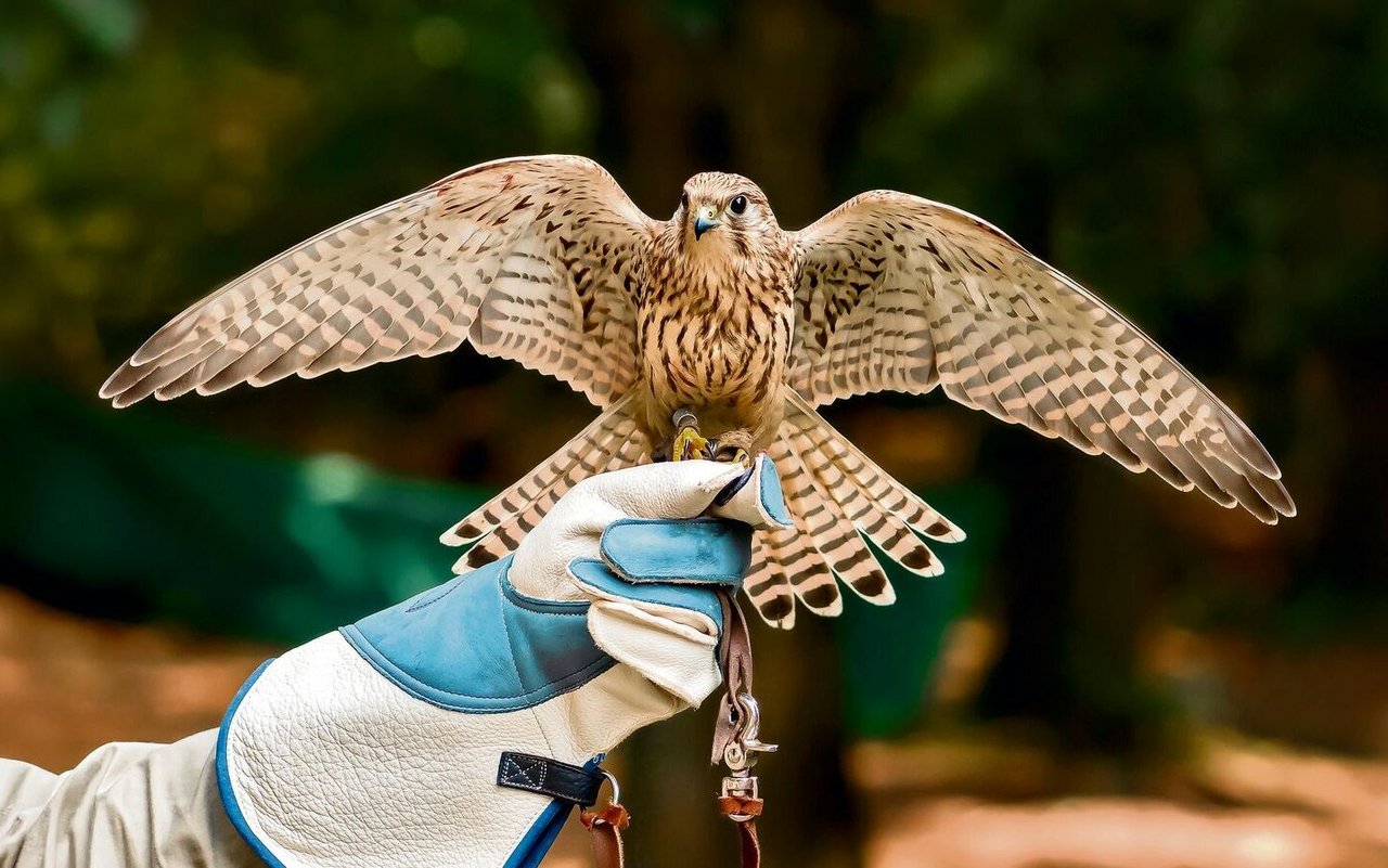 Bei der Beizjagd greift ein Greifvogel ab der Faust des Falkners einen Krähenschwarm an.