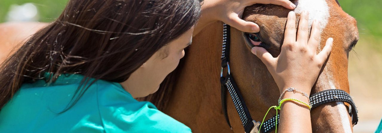 Eine sogenannte Ankaufsuntersuchung von einem unabhängigen Tierarzt ist vor dem Pferdekauf dringend zu empfehlen.