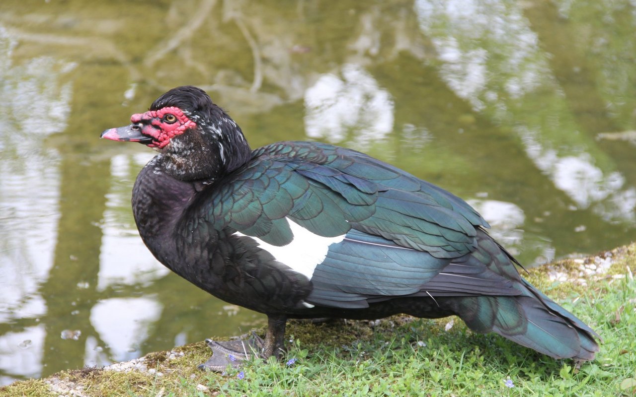 Die Männchen legen sehr schnell Fleisch an, während die weiblichen Vögel gute Eierlieferanten sind.