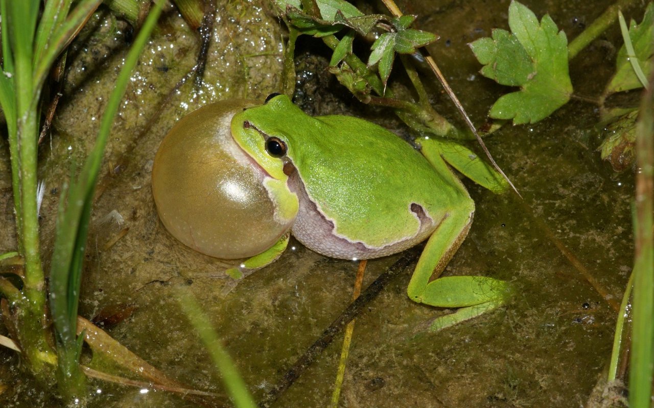Der Laubfrosch hat im Reusstal (AG) stark zugenommen.