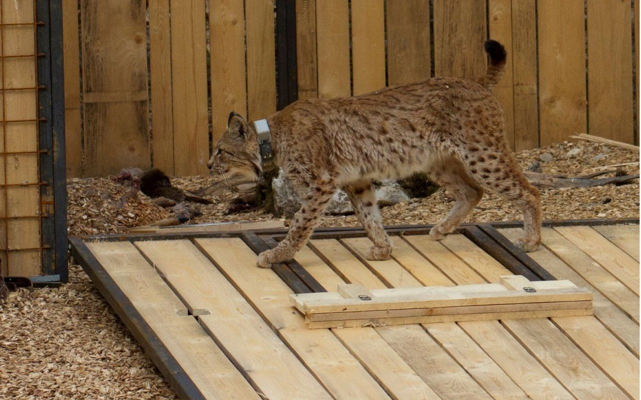 Ein besendeter Luchs verlässt sein Auswilderungsgehege und erkundet die Umgebung.