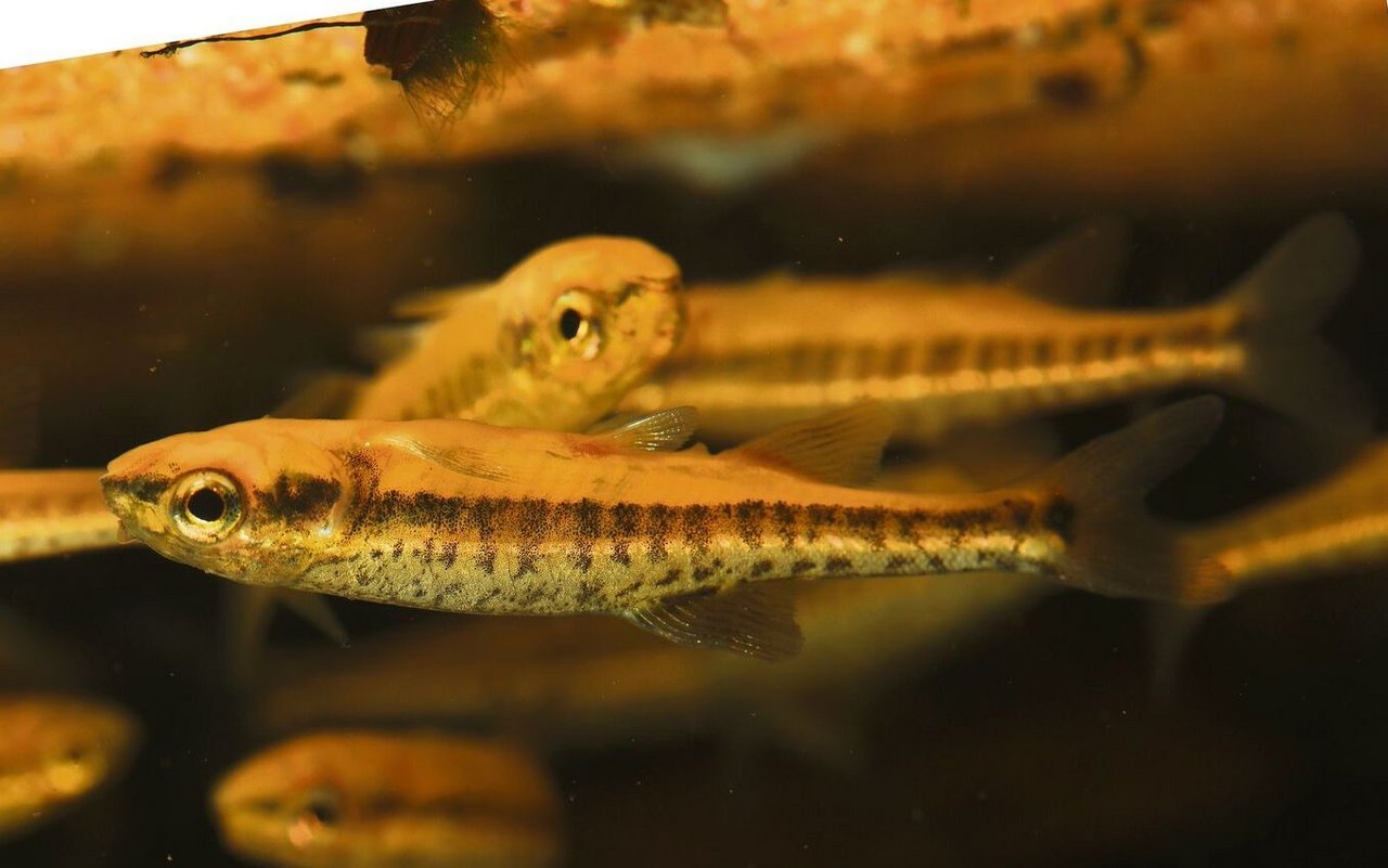 Die Elritze ist ein kleiner Schwarmfisch der klares sauerstoffreiches Wasser bevorzugt.