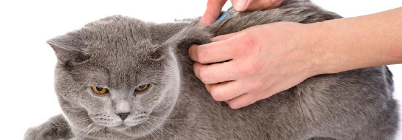 Der Halter kann seiner Katze selber Insulin spritzen.