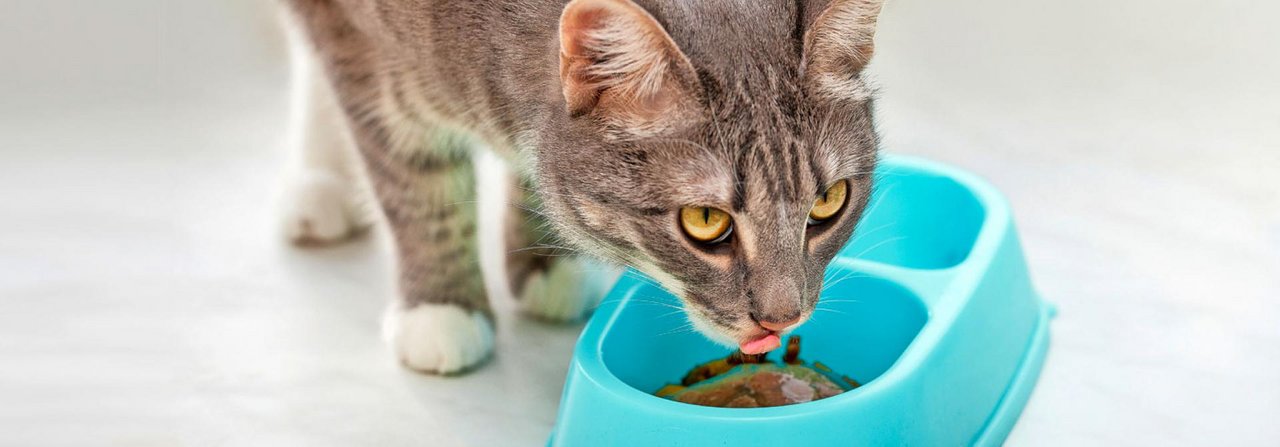 Ist die Katze einfach schnäderfrässig oder hat sie Schmerzen?