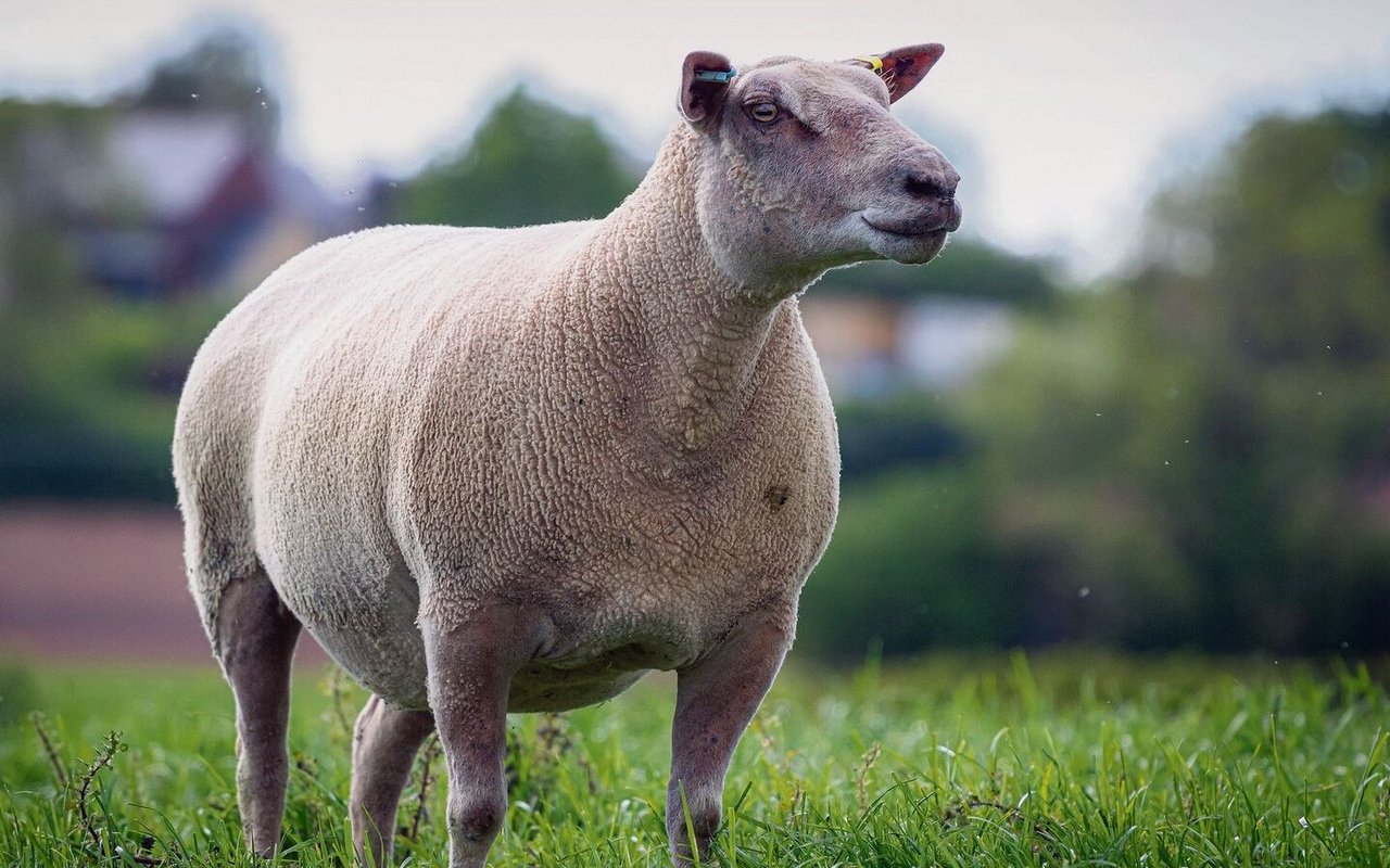 Auch die Charollais-Schafe sind hell und kräftig gebaut.