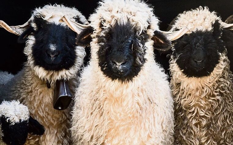 Marco Volken sieht sich nicht als Tierfotograf. Aber wer kann an Schwarznasenschafen vorbeigehen, ohne sie abzulichten? 