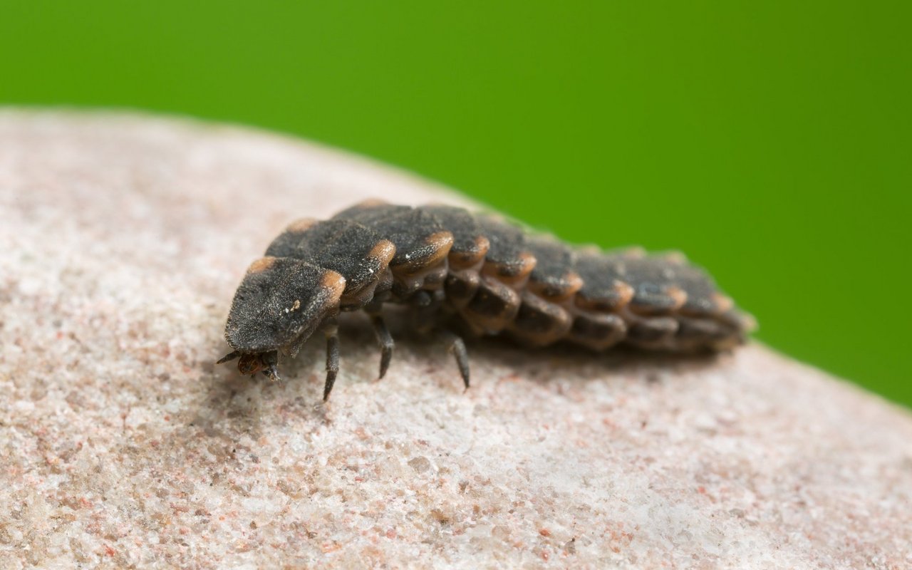 Insektenlarven sehen meistens nicht so aus, wie das spätere Tier. 