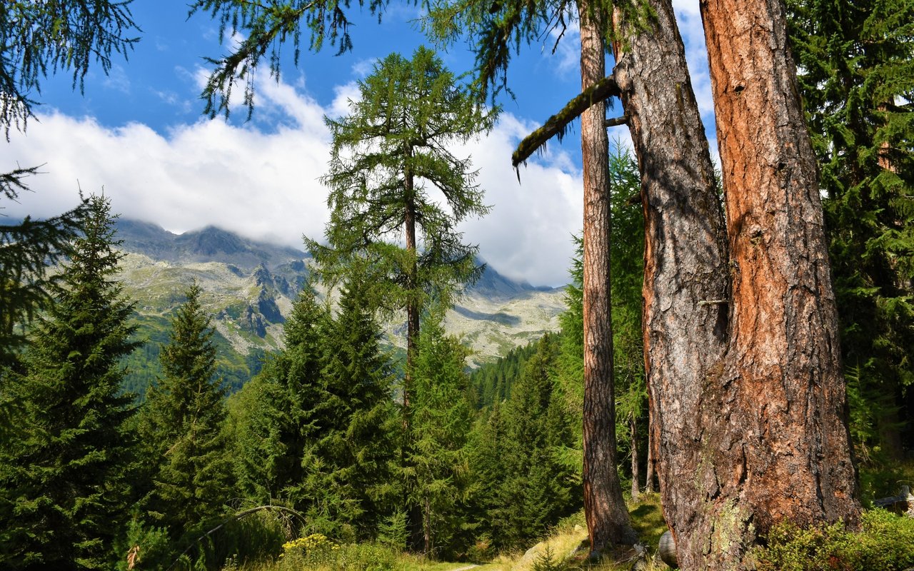 Pflanzen und Bäume übernehmen diverse Schutzfunktionen in der Natur.
