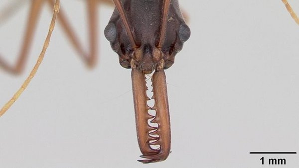 mandibel-sprung-rettet-ameisen-aus-h-chster-not-tierwelt-ch-tierwelt
