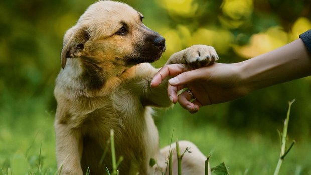 Tiere sind laut Franziska Matti demütig und lügen nie.