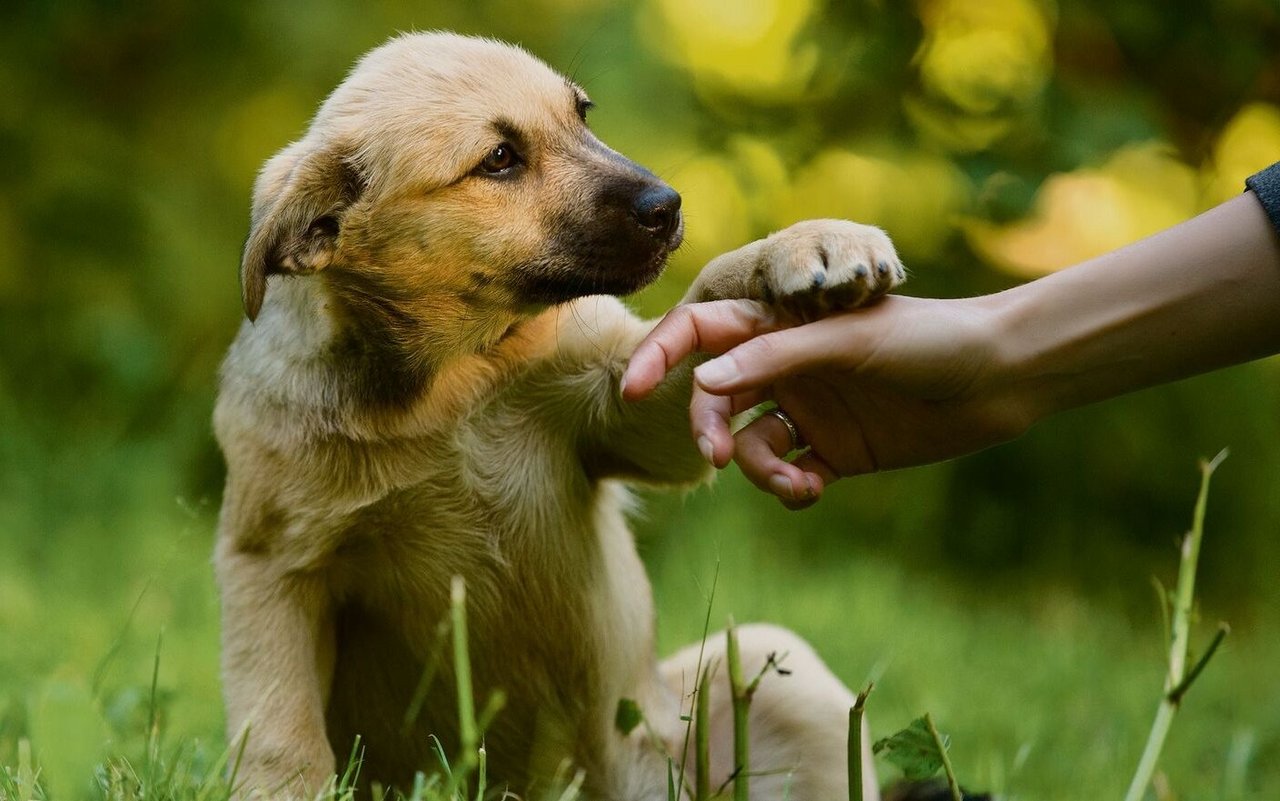 Tiere sind laut Tierkommunikatorin Franziska Matti demütig und lügen nie.