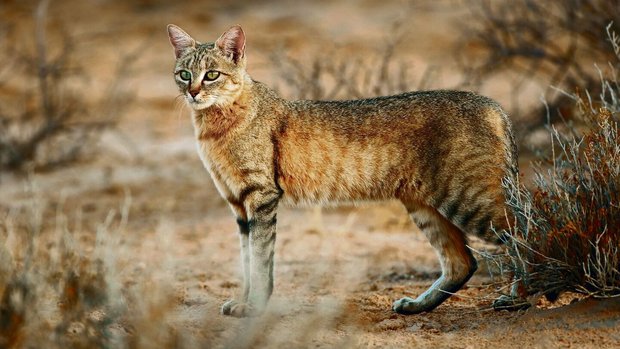 Die Afrikanische Wildkatze, hier die südliche Form in der Kalahari-Wüste in Namibia, ist die Stammform der Hauskatze.