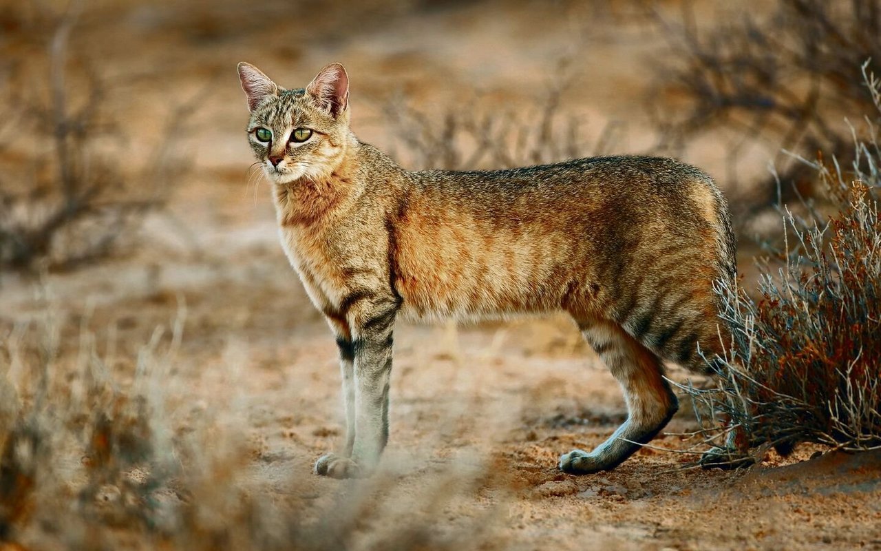 Die Afrikanische Wildkatze, hier die südliche Form in der Kalahari-Wüste in Namibia, ist die Stammform der Hauskatze.