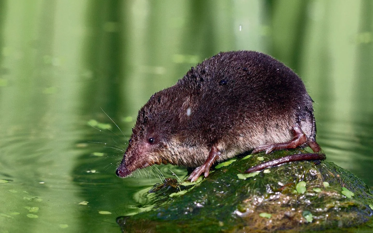 Die Wasserspitzmaus gehört zu den grössten Sitzmäusen der Schweiz.