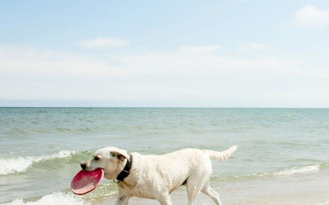 Strandferien mit dem Hund machen Spass – allerdings müssen Halter einige Dinge beachten.