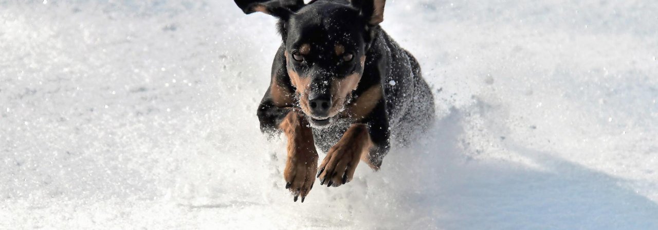 Schnee macht Hunde zu Energiekanonen, sie können in der weissen Pracht richtiggehend ausflippen.