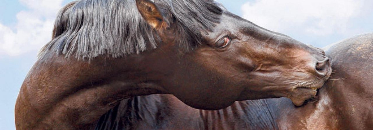 Ab und zu kratzt sich jedes Pferd. Wenn es aber dauernd juckt, kann eine Allergie oder Krankheit der Grund sein.