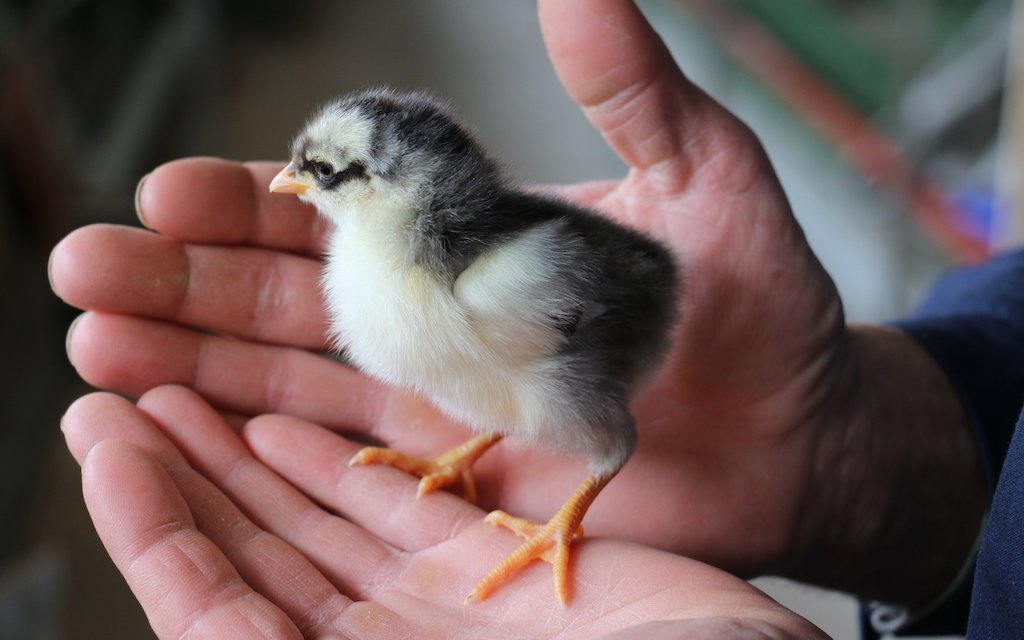 Ein Küken der Rasse Schwedisches Blumenhuhn.