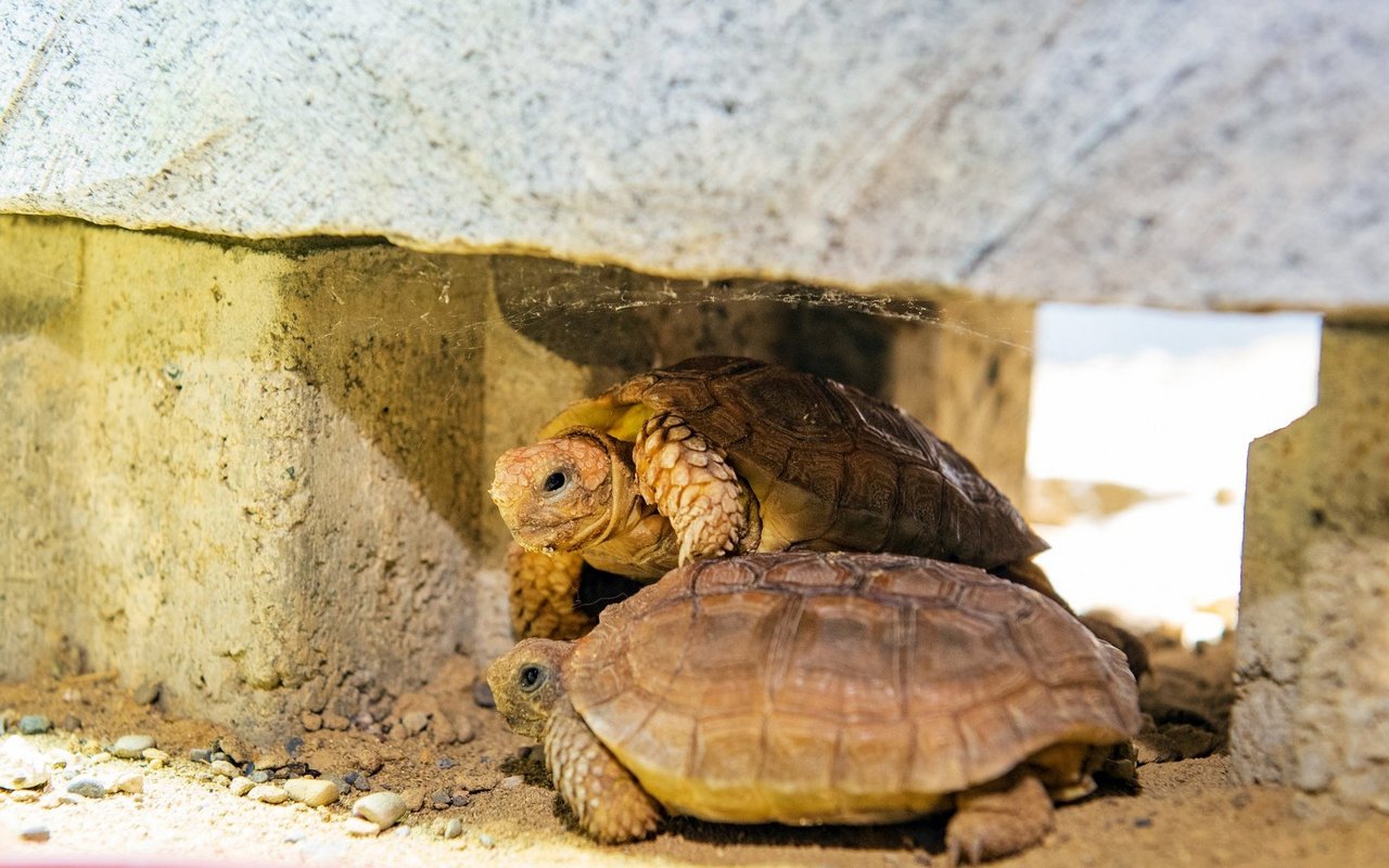 Die Schildkröten können nur als Jungtiere in Gruppen gehalten werden. 
