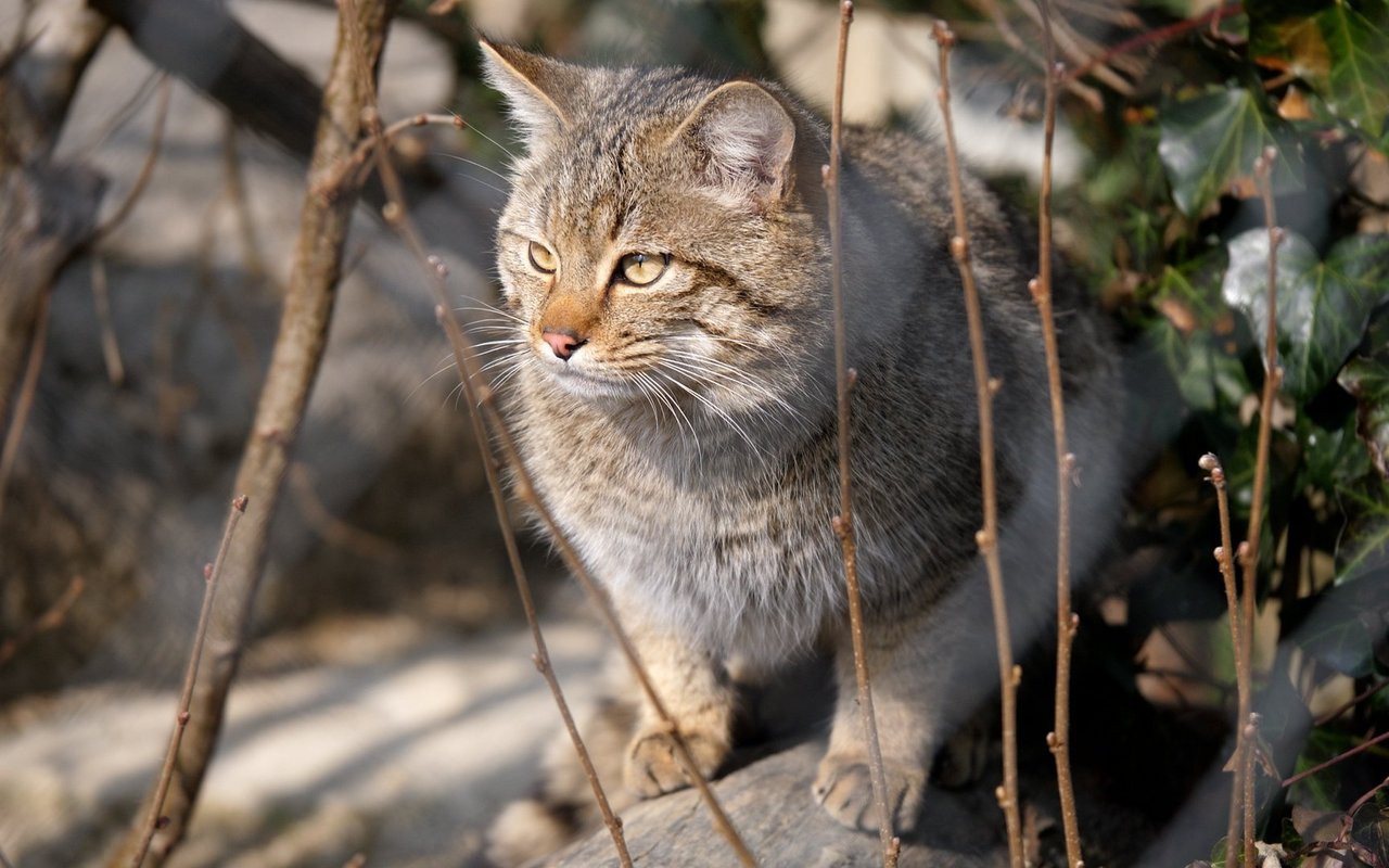 Wildkatzen können versteckt in den Wäldern leben. 