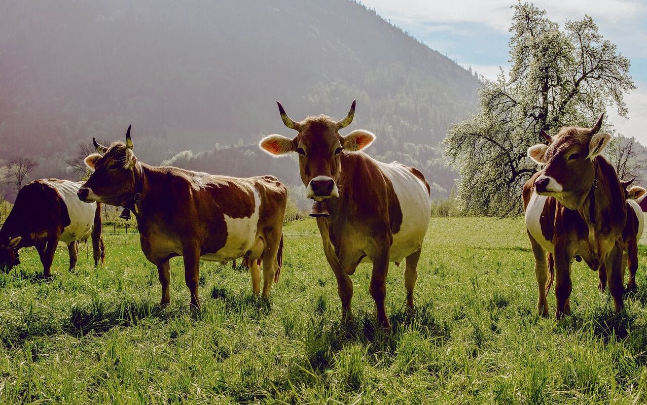 Alle Demeter-Tiere bleiben unversehrt, Kühe behalten ihre Hörner.