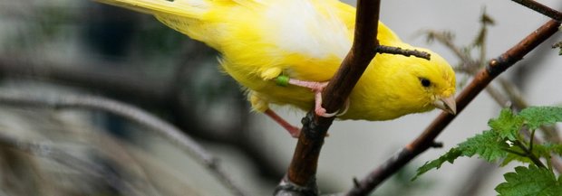 Kanarienvogel auf Ast