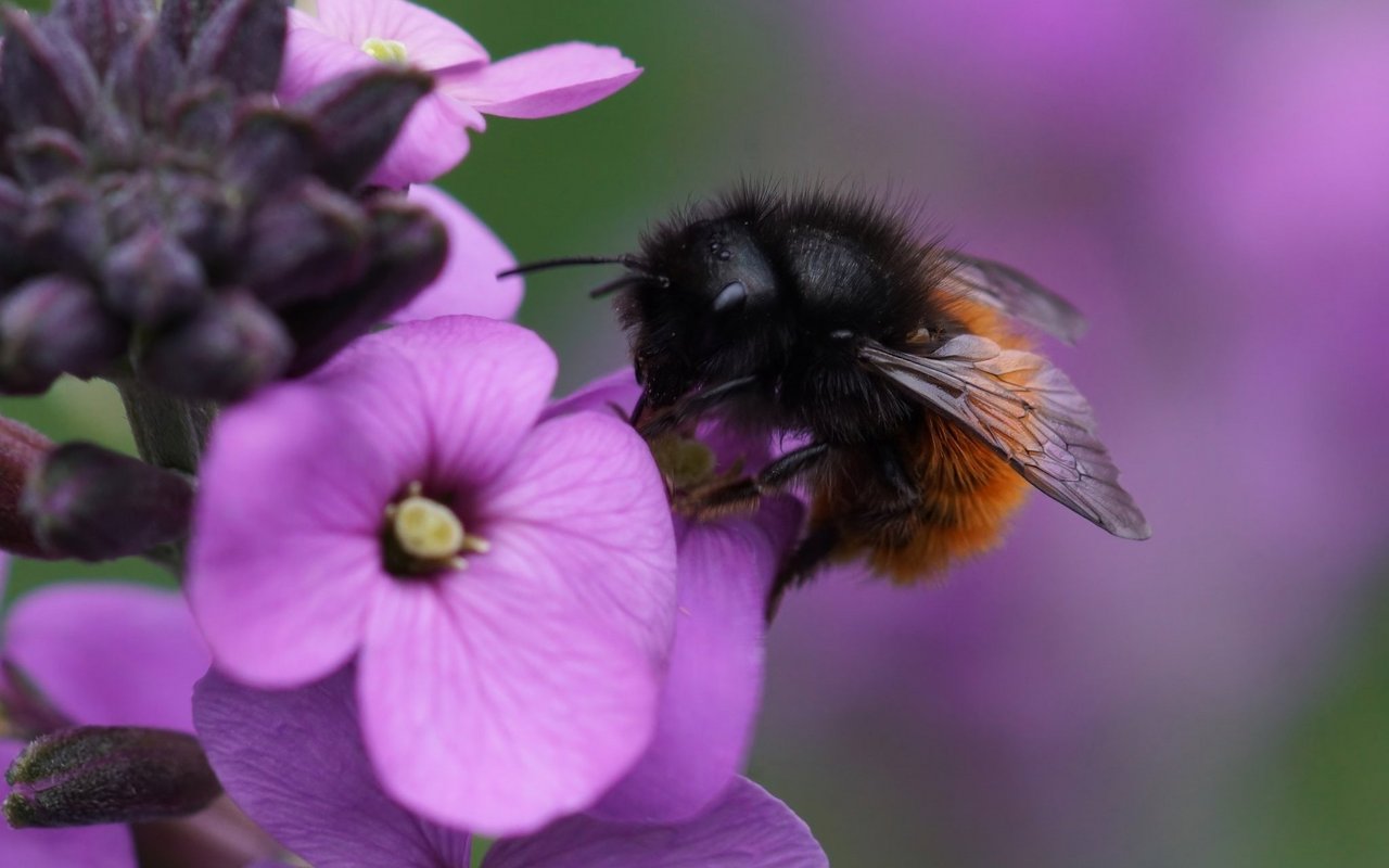 Die Gehörnte Mauerbiene ist eine der häufigsten Wildbienenarten in der Schweiz. 