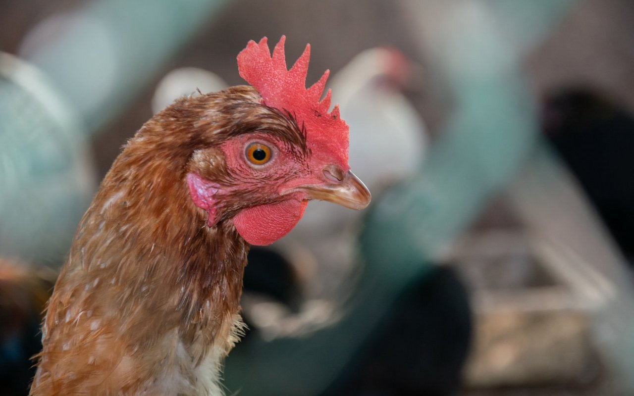 Um das Geflügel zu schützen, kommen nun Präventionsmassnahmen zum Zug.