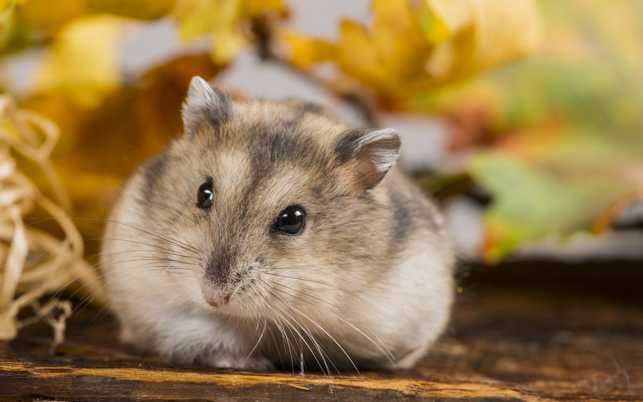 Zwerghamster sind keine Kuscheltiere.