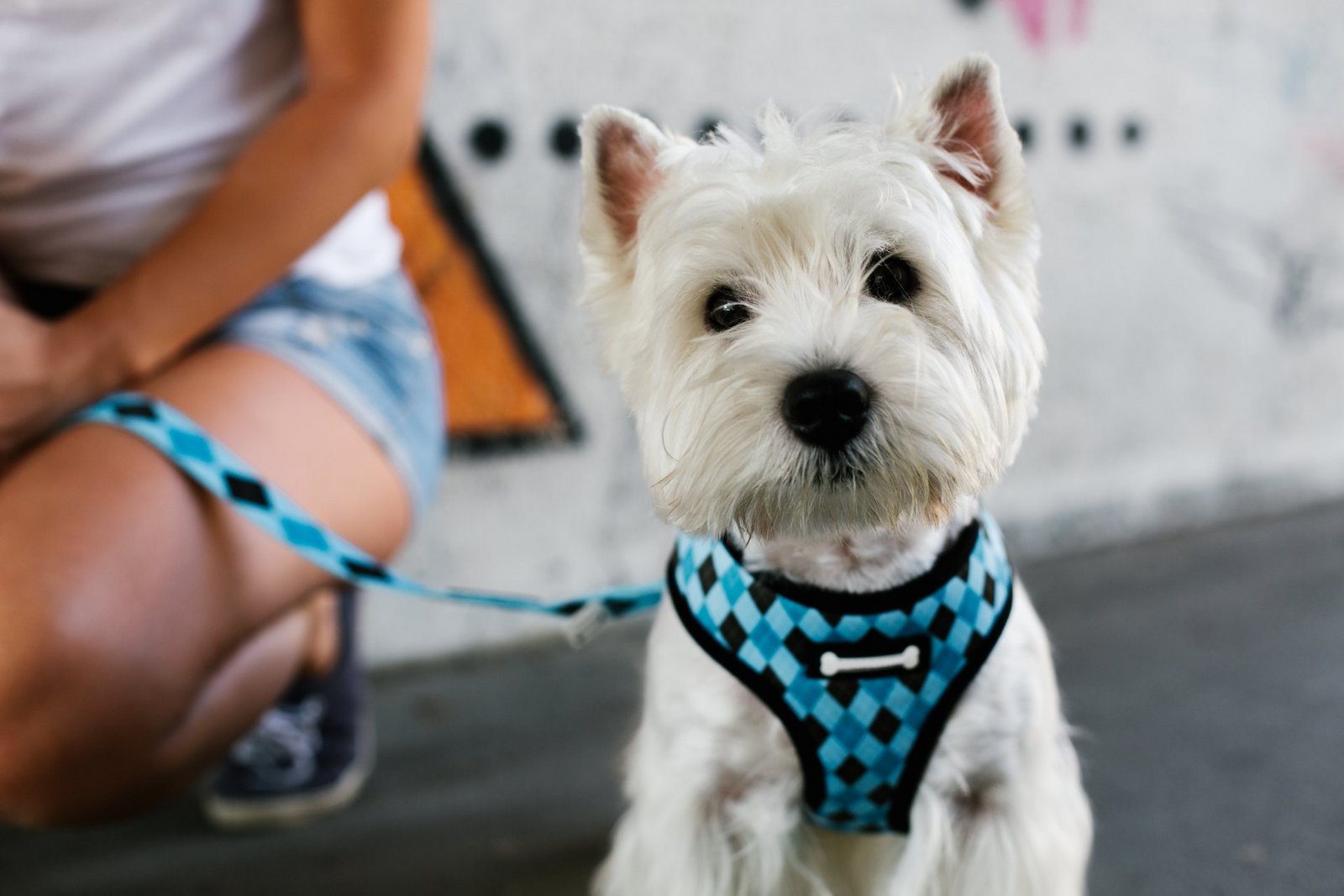 Tahari dog harness hotsell