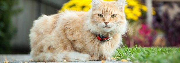 Katze sitzt draussen und trägt ein Halsband