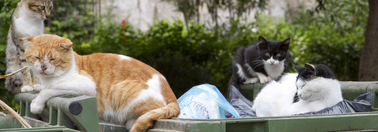 In der Schweiz gibt es 100`000 bis 300`000 Katzen, die kein Zuhause haben und sich unkontrolliert vermehren. Tierschützer versuchen, die Population mit Kastrationsaktionen in den Griff zu bekommen.