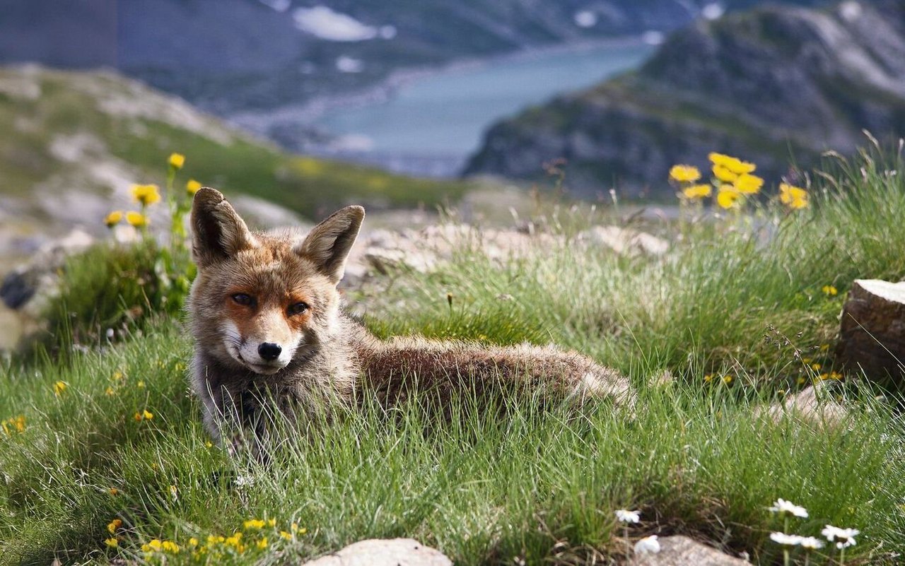 Zählt zu den Gewinnern des Klimawandels: der Fuchs.