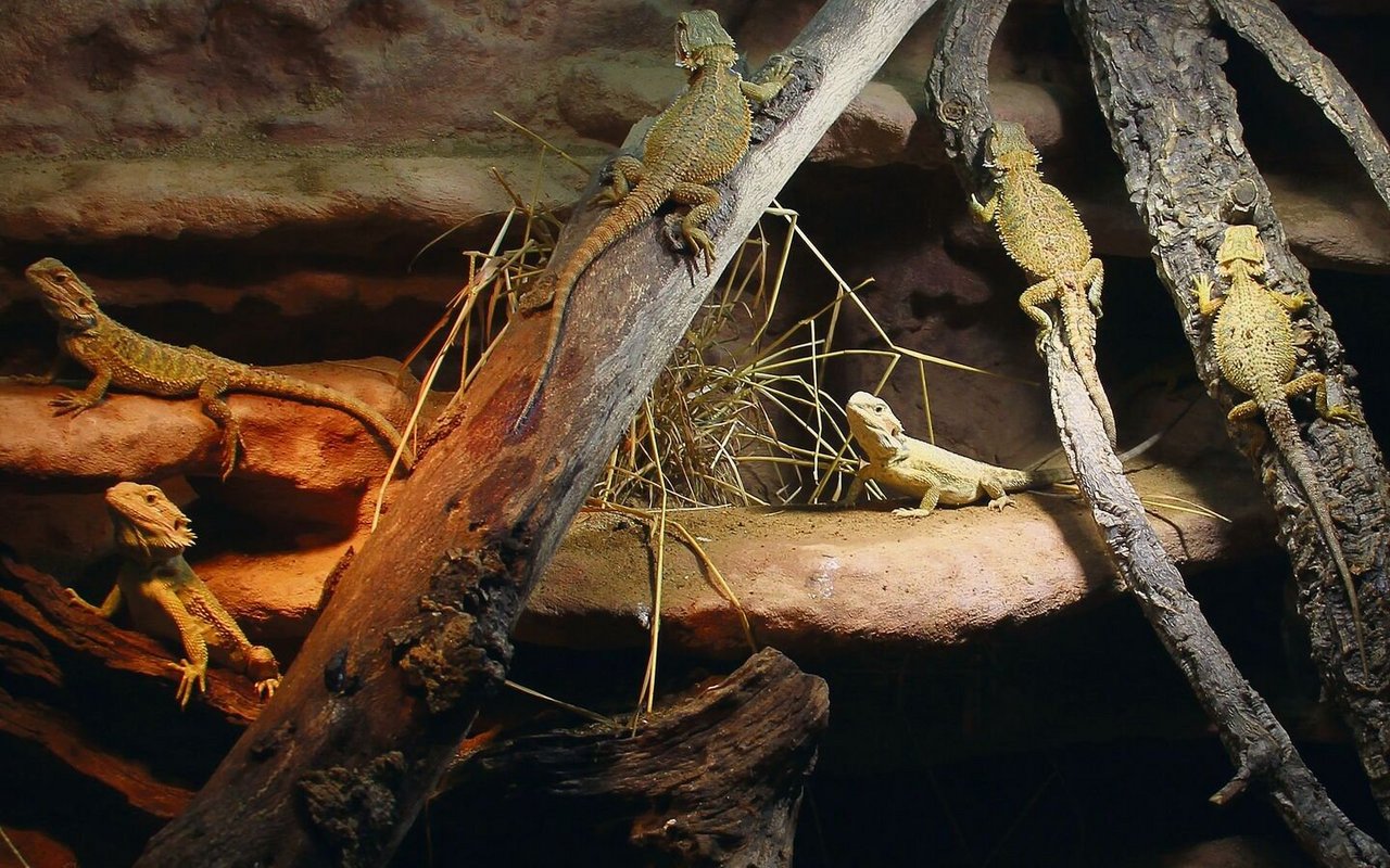 Das Terrarium für Bartagamen im Zoo Thun zeigt, dass die Tiere Abwechslung schätzen.