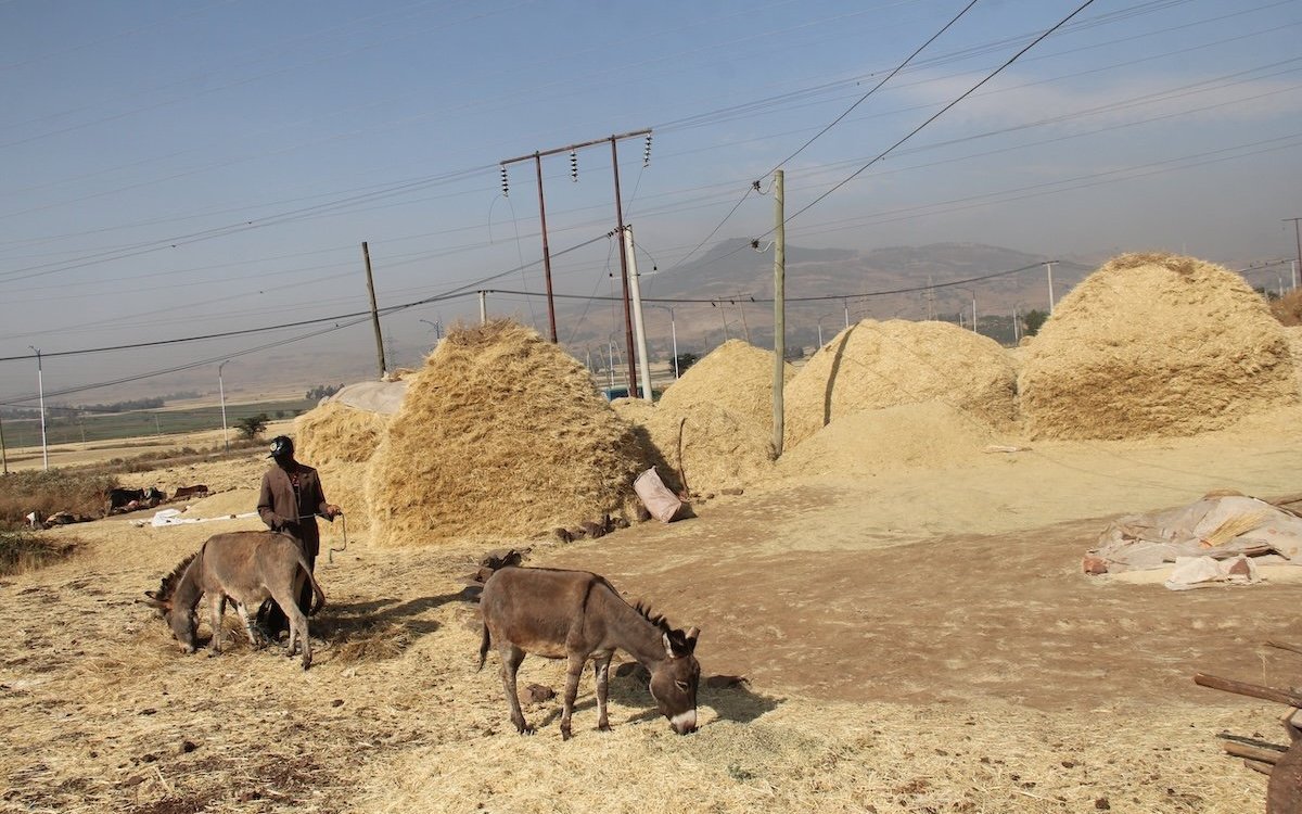 Teff-Ernte in Äthiopien, wo auch immer Schmetterlingsfinken zugegen sind. 