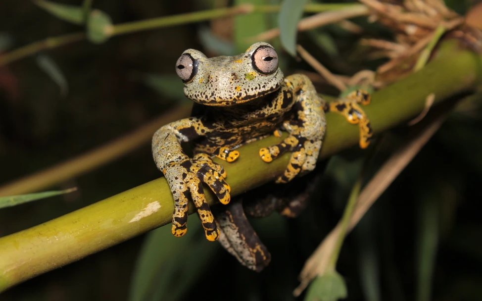 Bach-Baumfrosch (Hyloscirtus tolkieni)