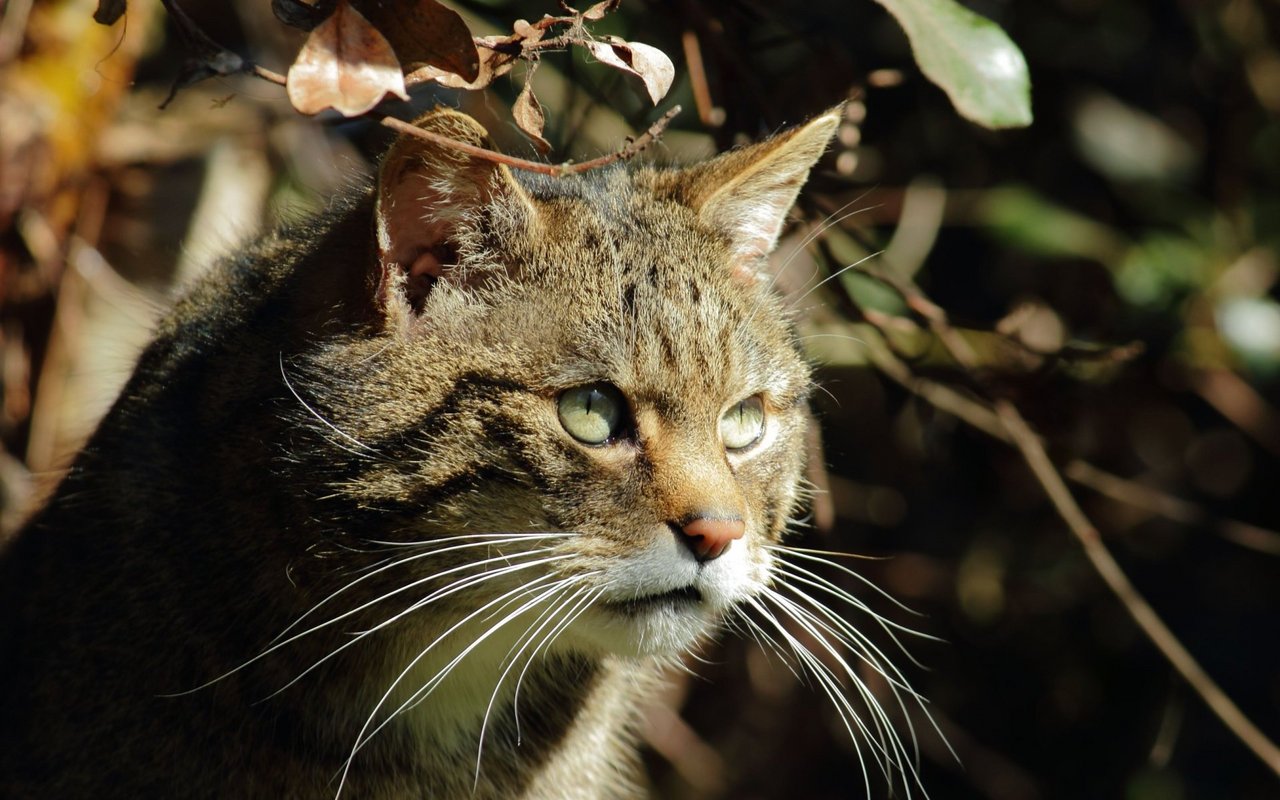 Die Nasenspitze der Wildkatze ist immer rosa.