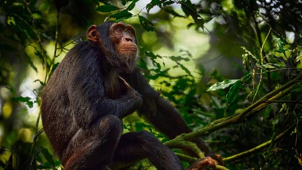 Begegnung mit Schimpansen im zentralafrikanischen Regenwald. 