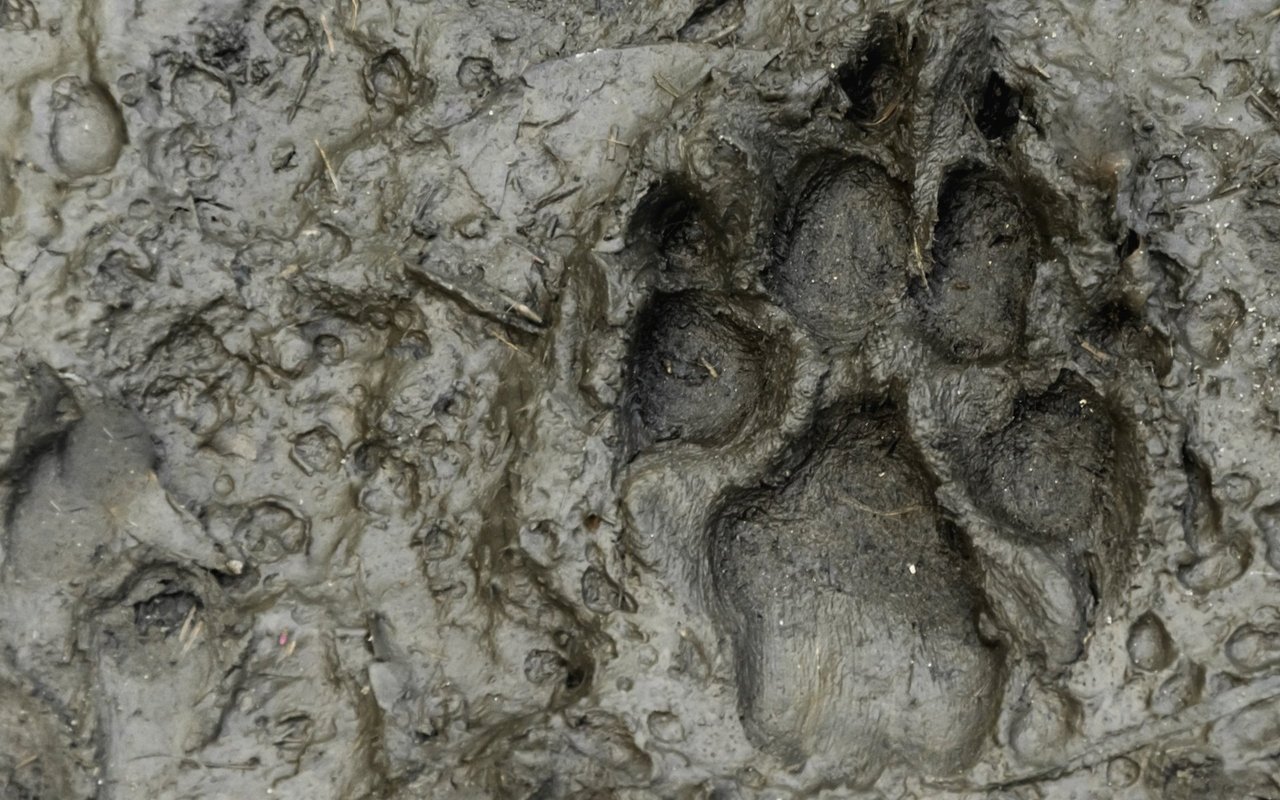 Hund oder Wolf? Die beiden Abdrücke auseinanderzuhalten ist nicht einfach.