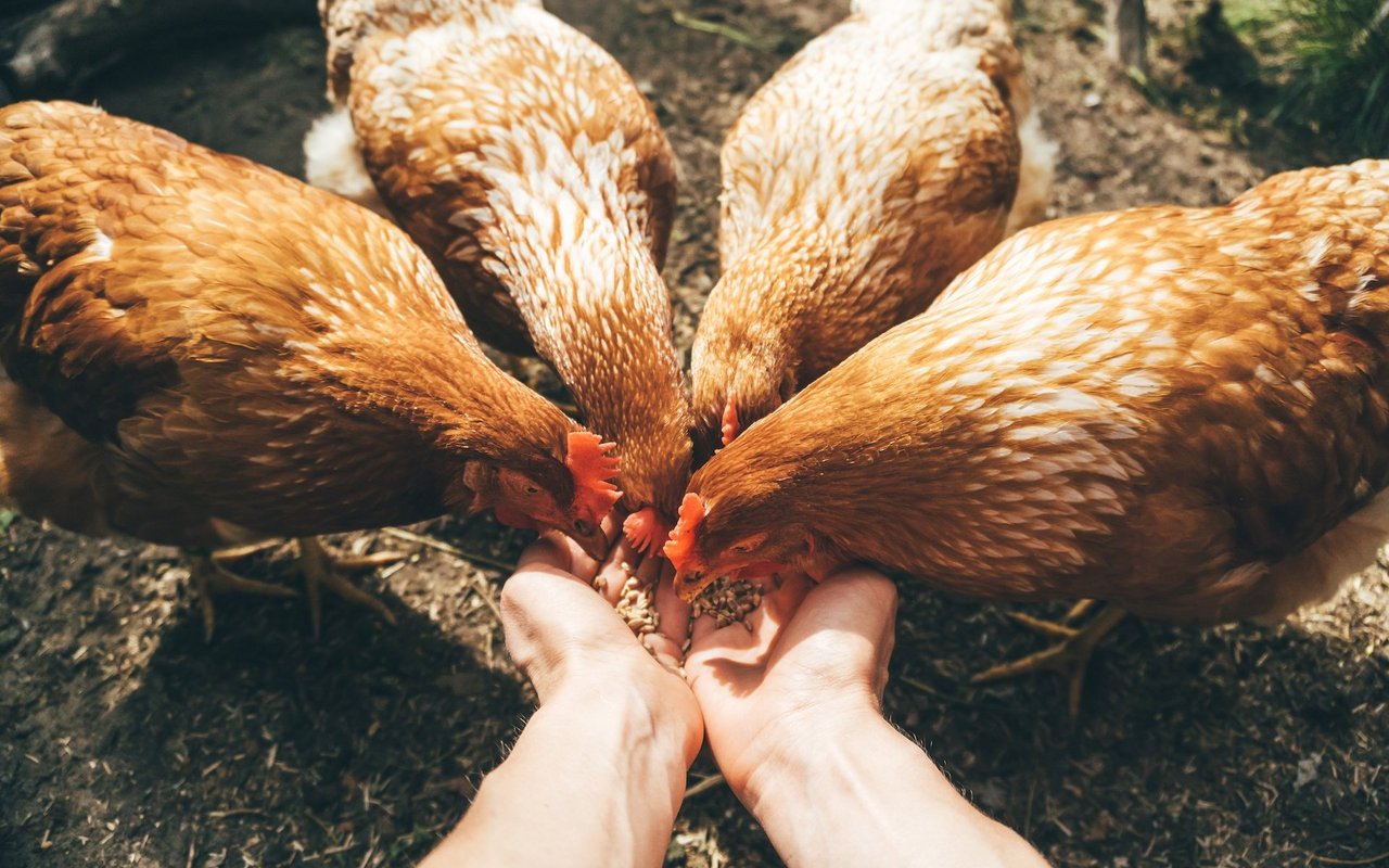 Getreidekörner und Samen werden gerne angenommen und sind Teil einer gesunden Ernährung.