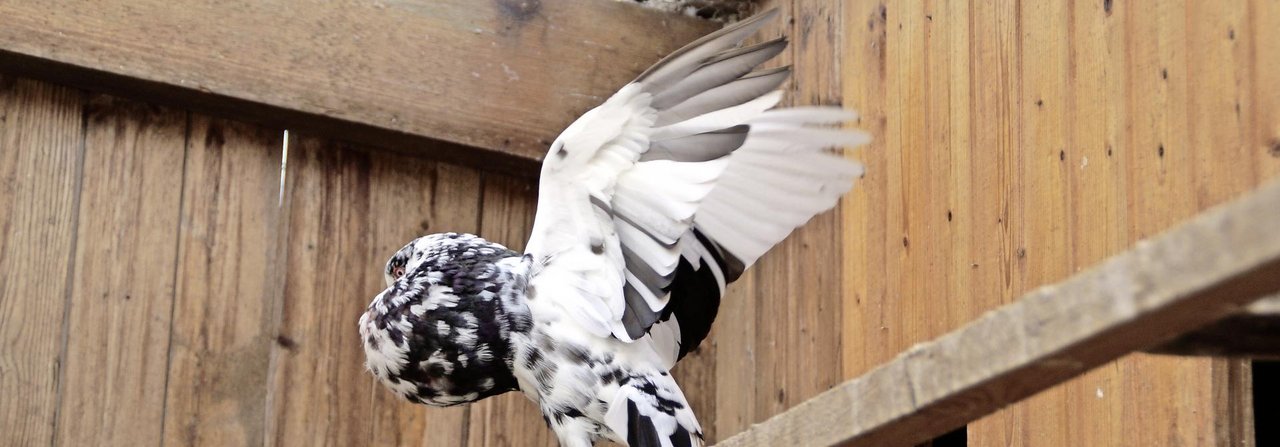 Das Aufstellen der Flügel und Aufblasen des Kropfes ist bei Stellerkröpfern besonders ausgeprägt und rassentypisch.